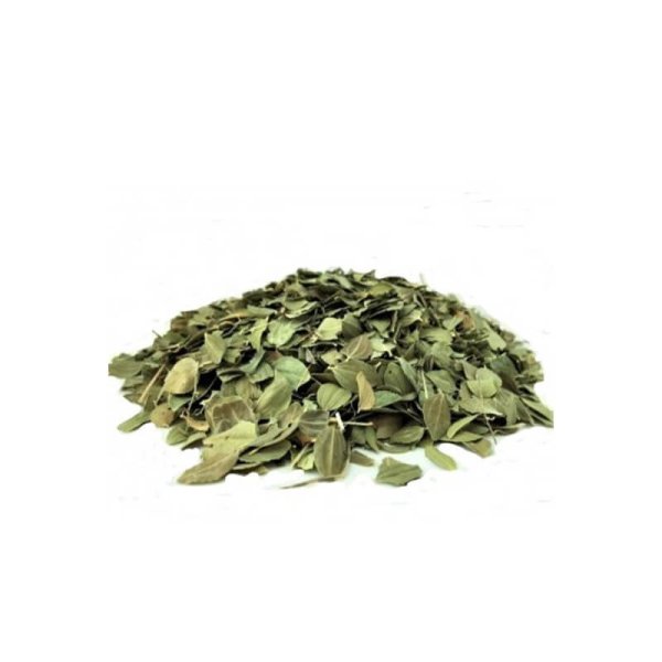 feuille de jujubier
