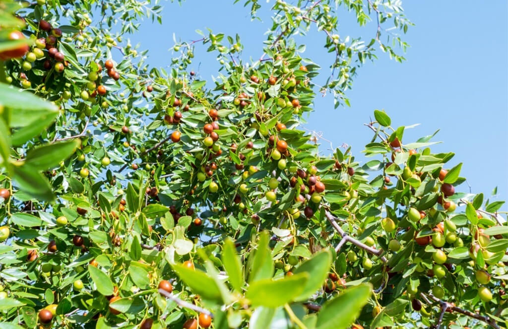 Jujubier arbre