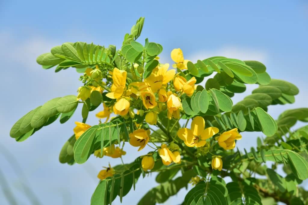 Feuille de séné