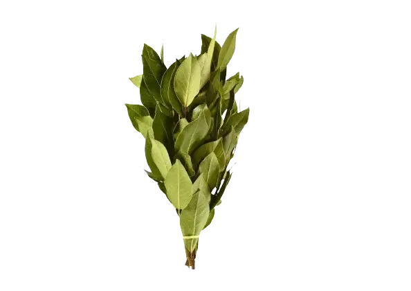 Bouquet de Laurier